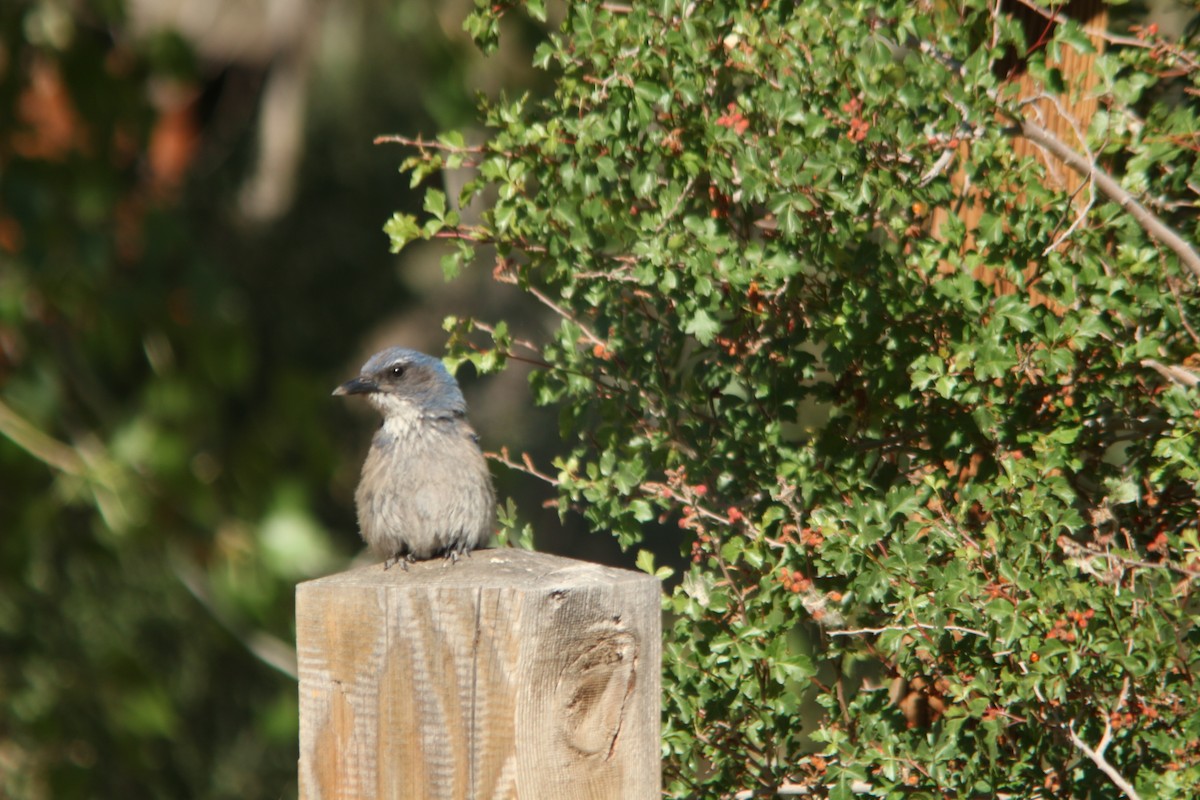 Woodhouse's Scrub-Jay - ML659148540