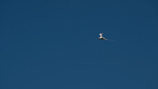 White-tailed Tropicbird - ML659149020
