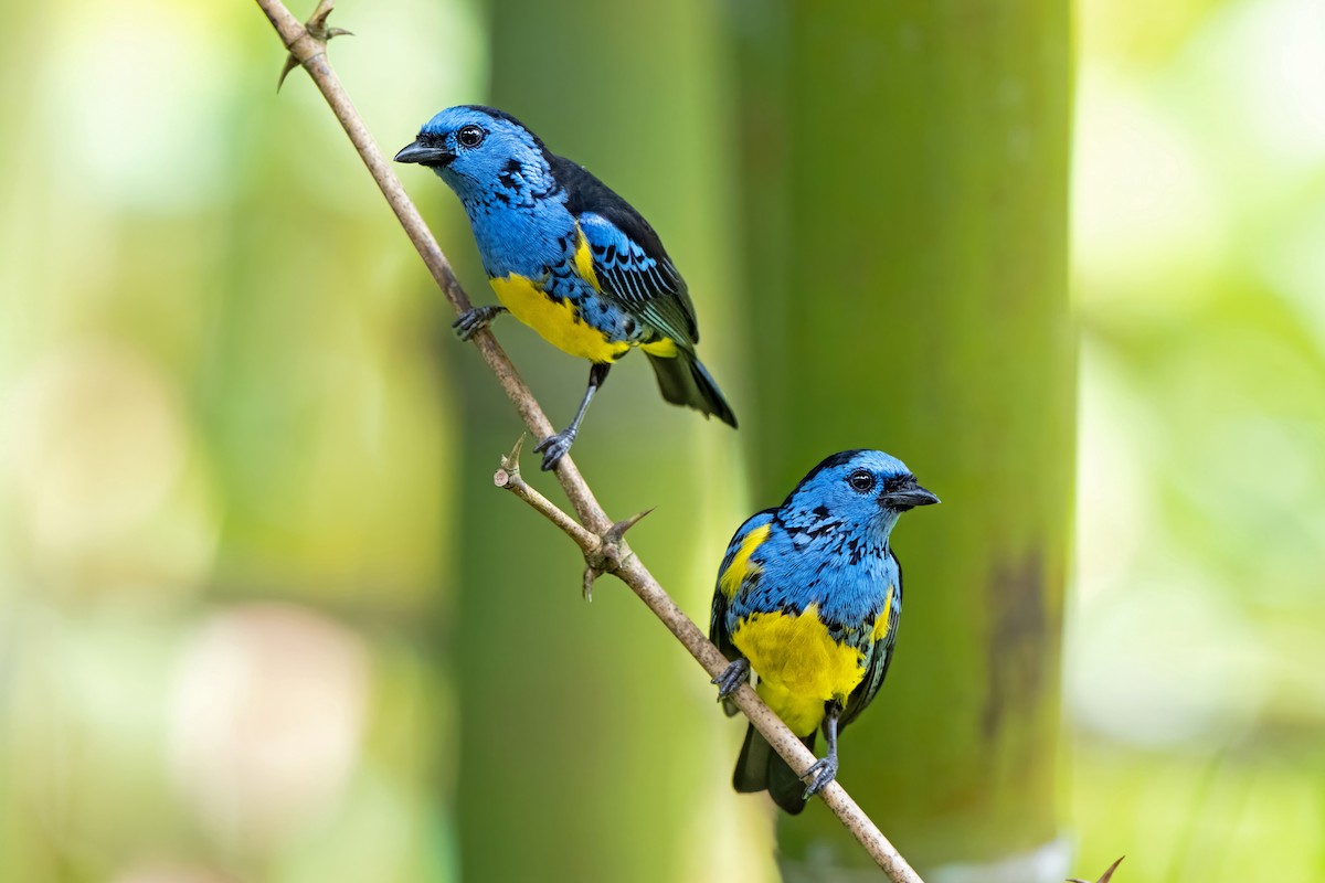 Turquoise Tanager - ML659149242
