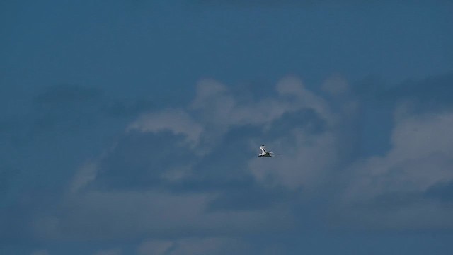 White-tailed Tropicbird - ML659149292