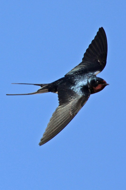 Barn Swallow - J. Simón Tagtachian