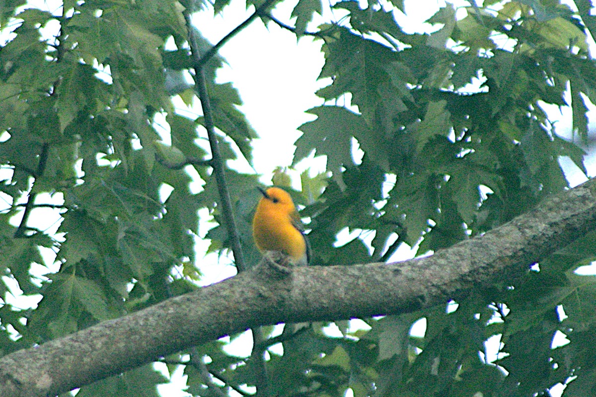 Prothonotary Warbler - ML659149625