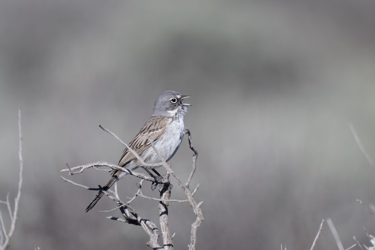 Sagebrush Sparrow - ML659149790