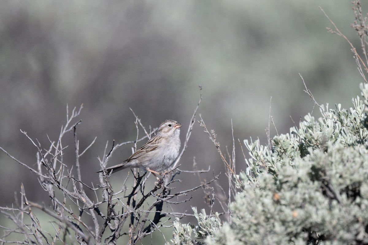 Brewer's Sparrow - ML659149794