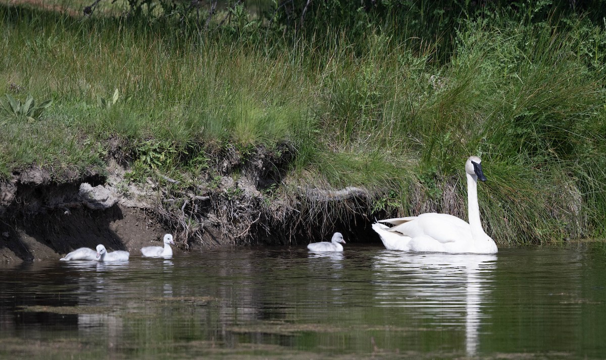 Trumpeter Swan - ML659149870