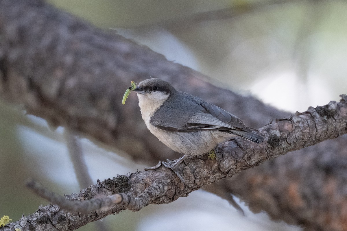 Pygmy Nuthatch - ML659149881