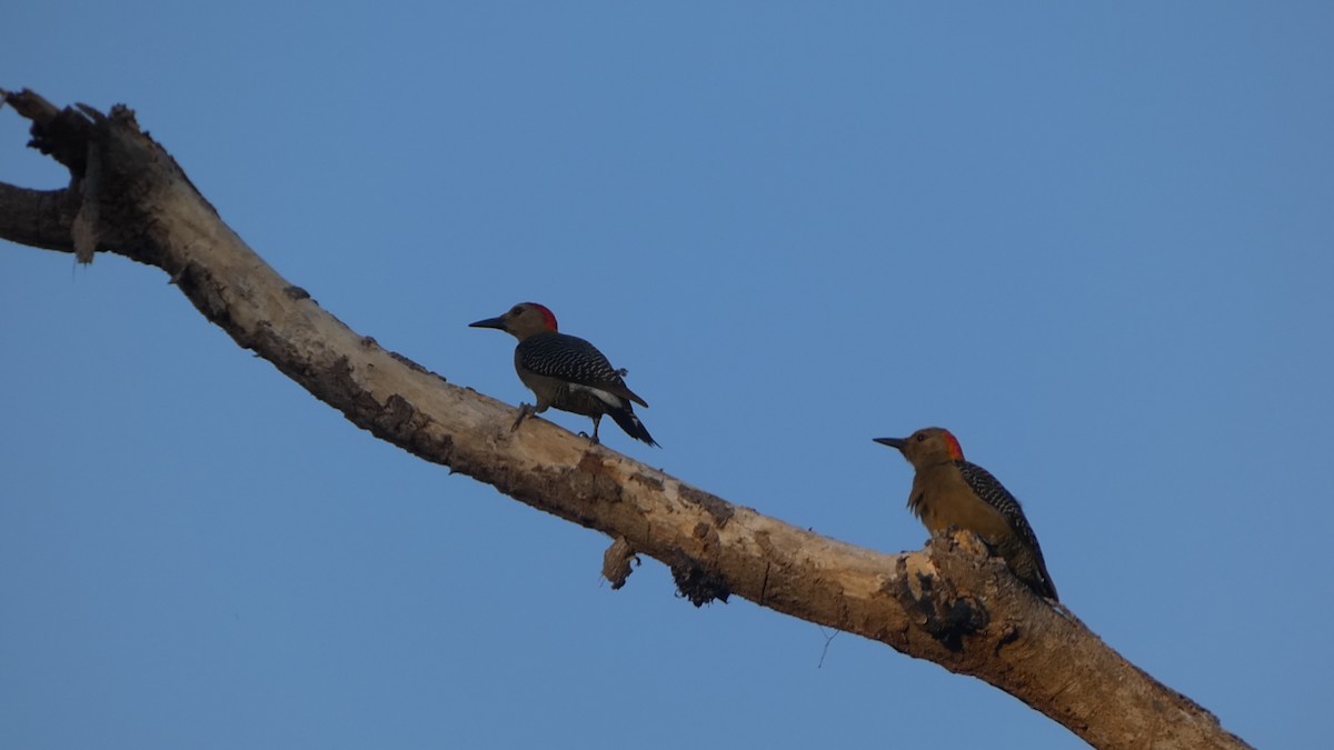 Golden-fronted Woodpecker - ML659150055