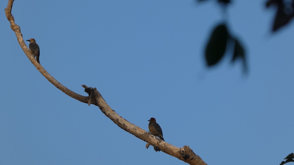 Golden-fronted Woodpecker - ML659150057
