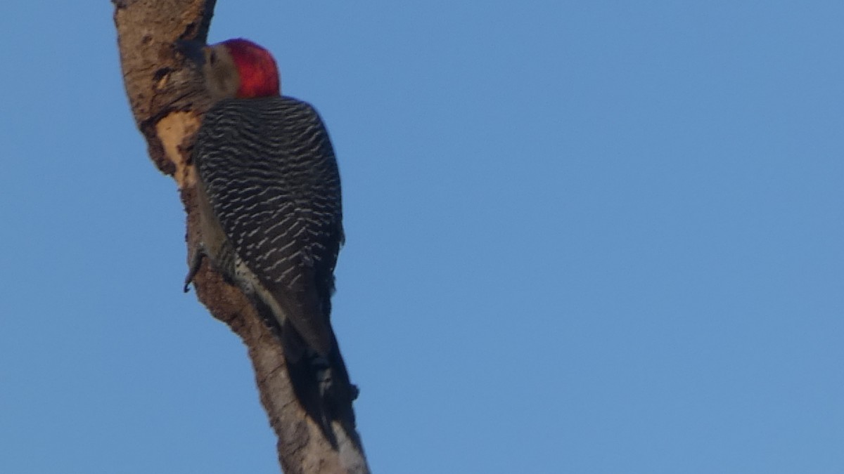 Golden-fronted Woodpecker - ML659150058