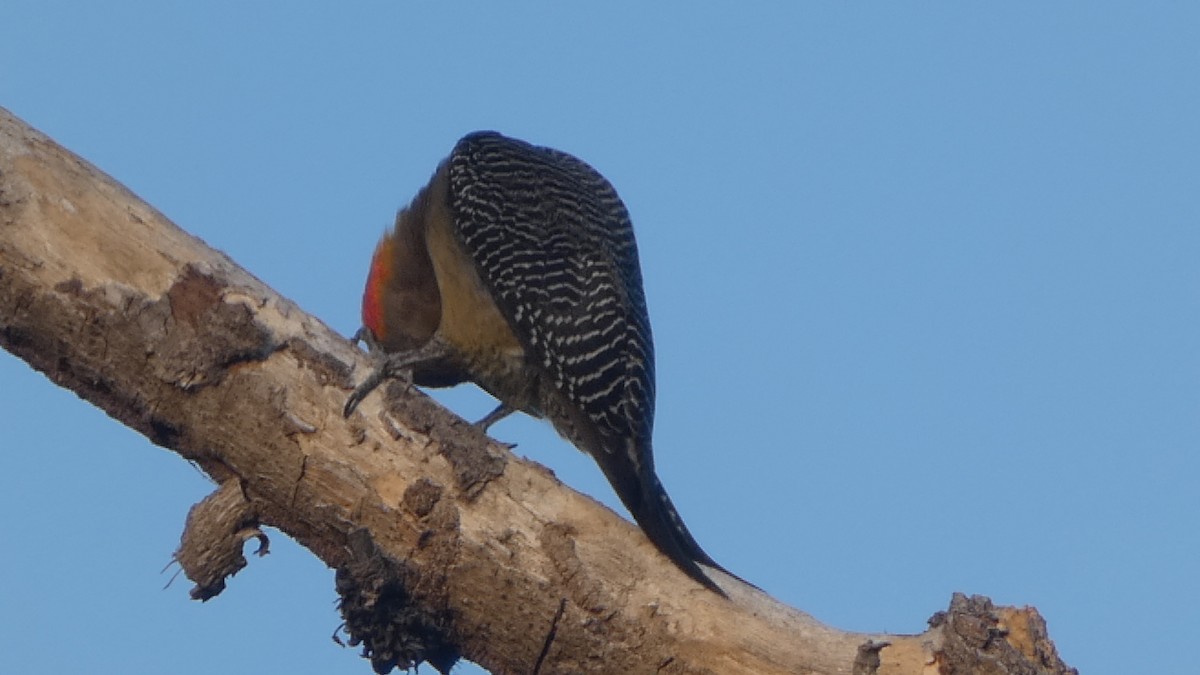 Golden-fronted Woodpecker - ML659150059