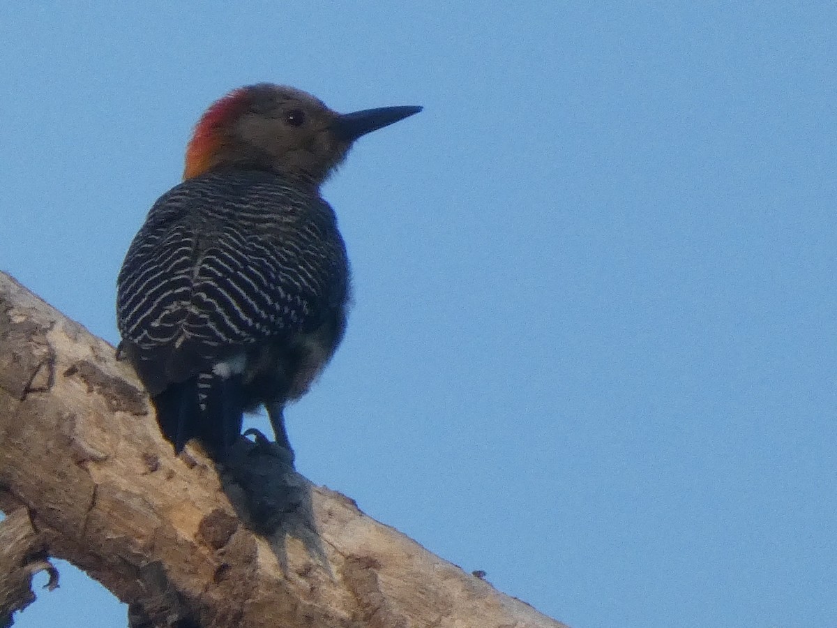 Golden-fronted Woodpecker - ML659150060