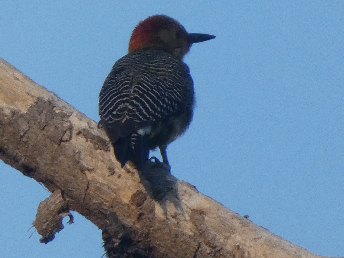 Golden-fronted Woodpecker - ML659150061