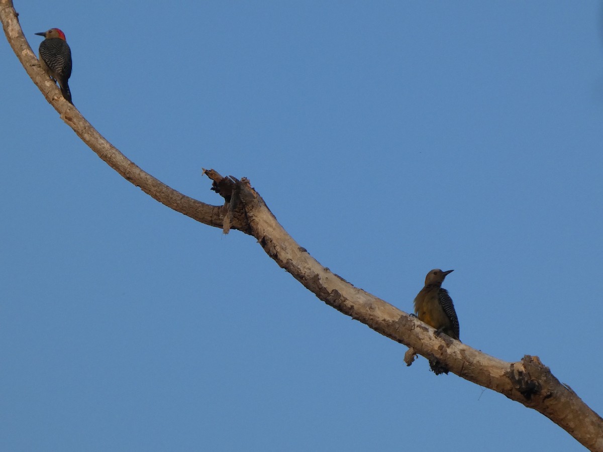 Golden-fronted Woodpecker - ML659150062