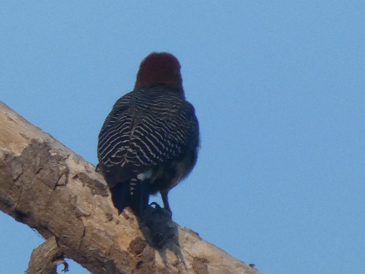 Golden-fronted Woodpecker - ML659150063