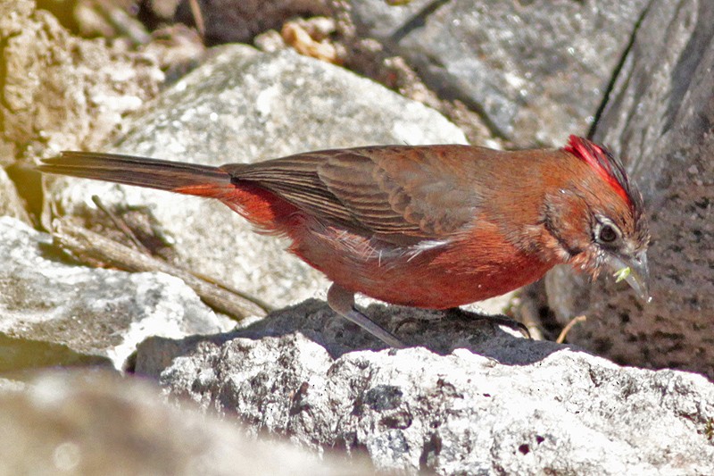 Red-crested Finch - ML65915021