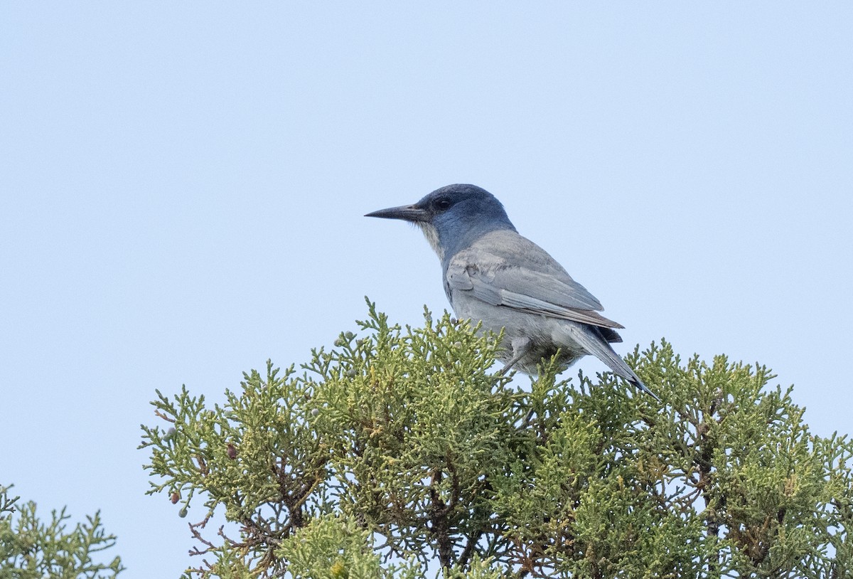 Pinyon Jay - ML659150453