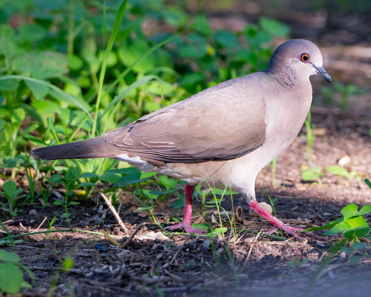 White-tipped Dove - ML659150488