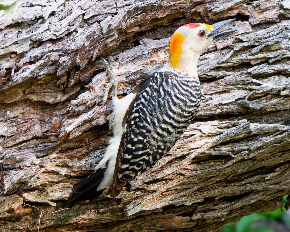 Golden-fronted Woodpecker - ML659150500