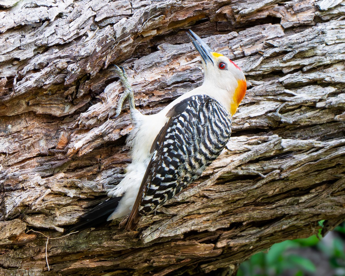 Golden-fronted Woodpecker - ML659150501