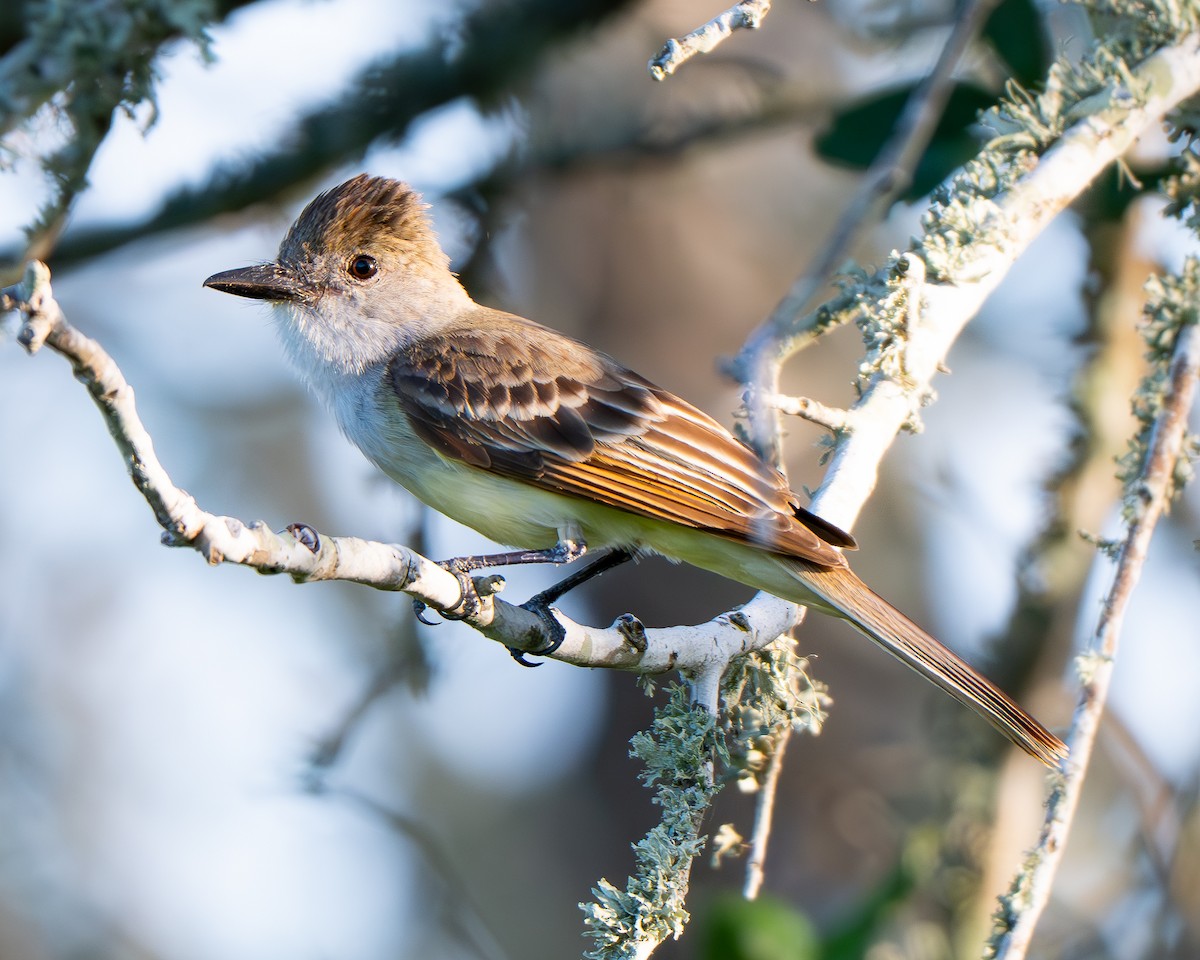 Brown-crested Flycatcher - ML659150508