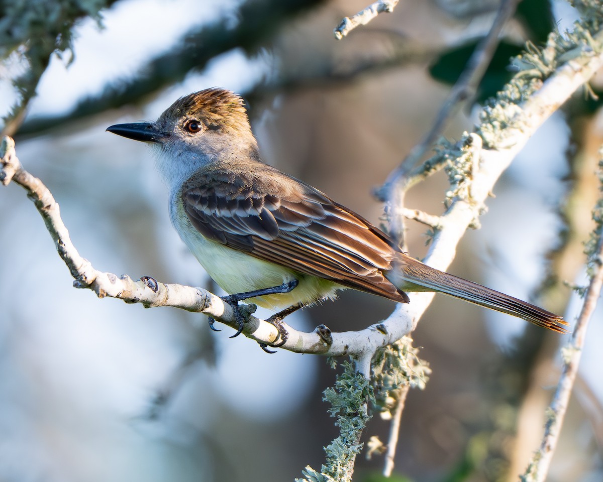 Brown-crested Flycatcher - ML659150509