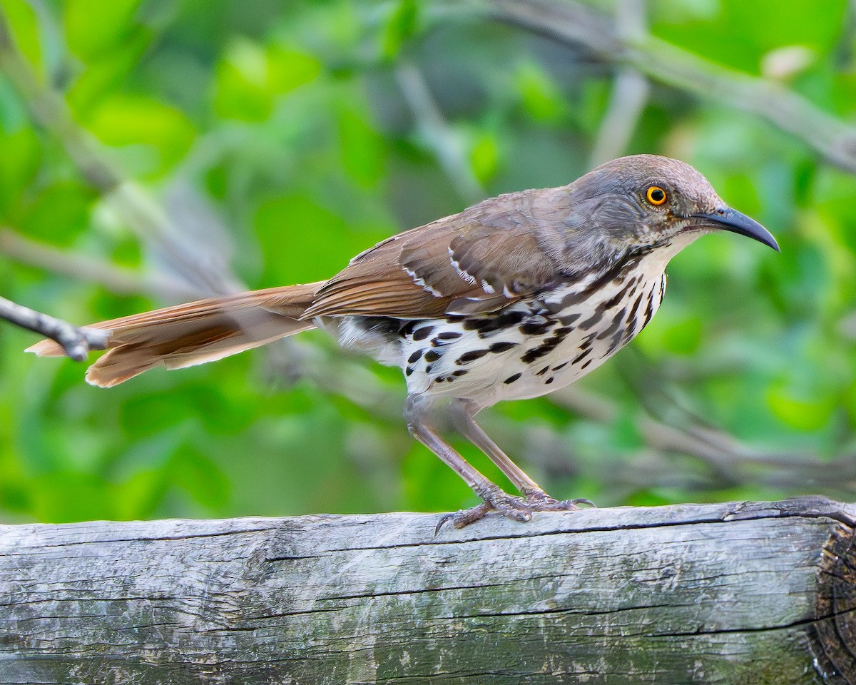 Long-billed Thrasher - ML659150529
