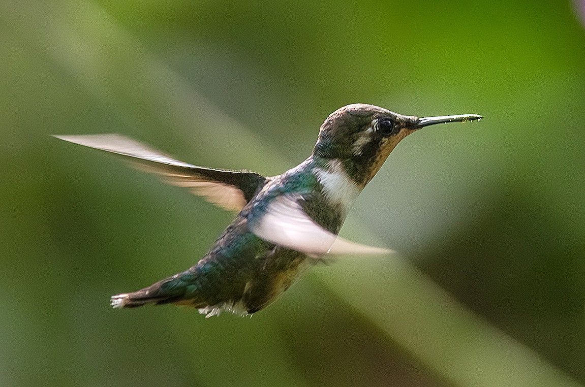 Colibrí de Jourdan - ML65915071