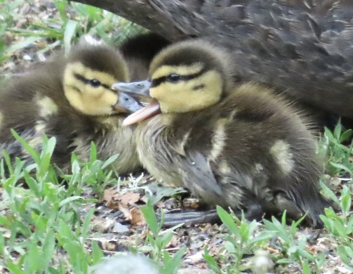 American Black Duck - ML659150741