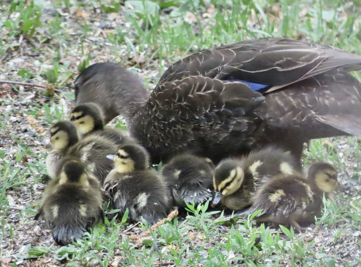 American Black Duck - ML659150742