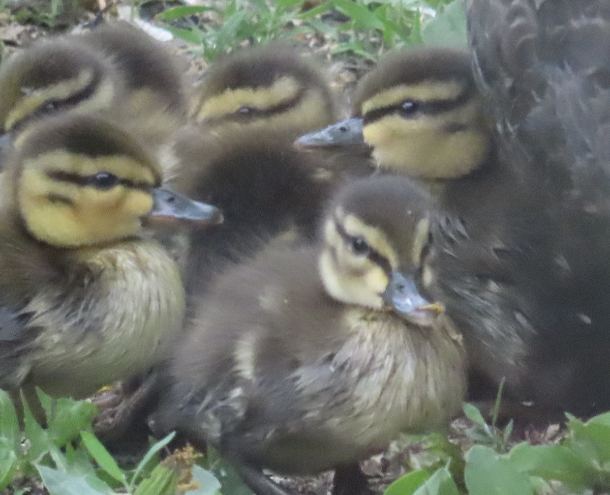 American Black Duck - ML659150743