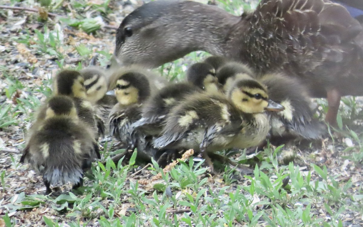 American Black Duck - ML659150744