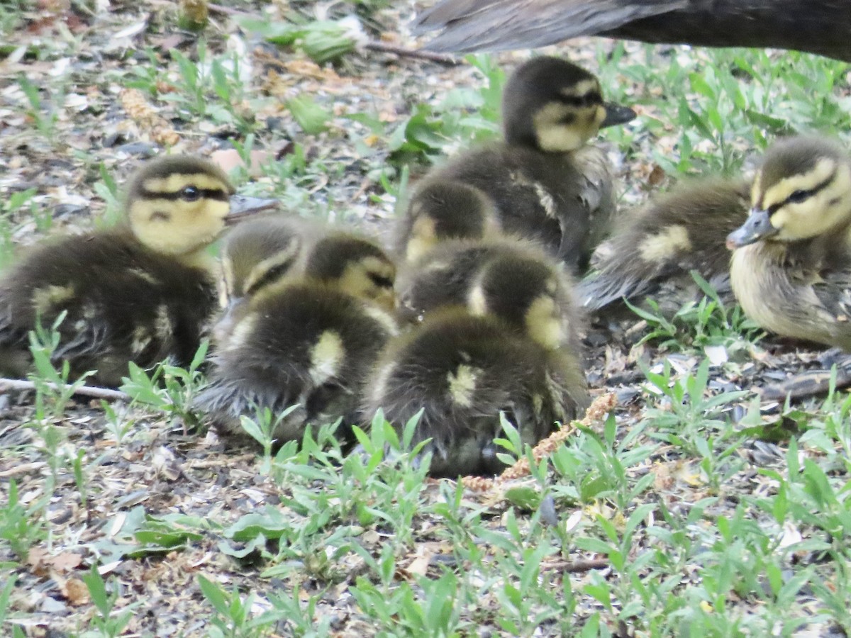 American Black Duck - ML659150745