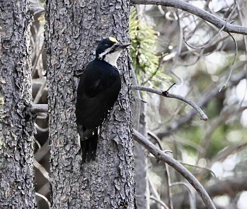Black-backed Woodpecker - ML659150969