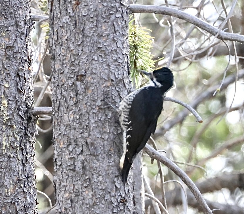 Black-backed Woodpecker - ML659150970