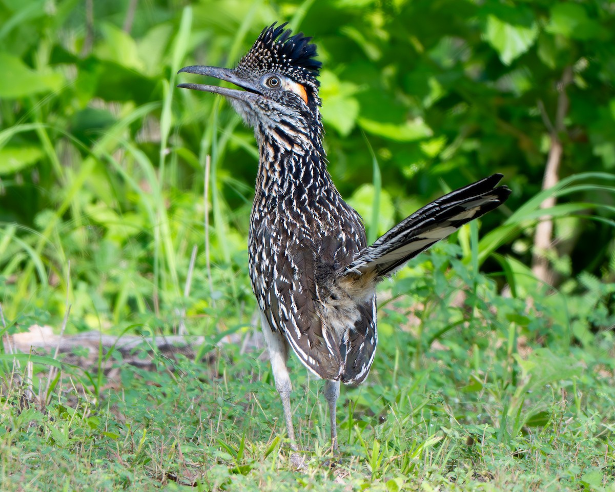 Greater Roadrunner - ML659151023