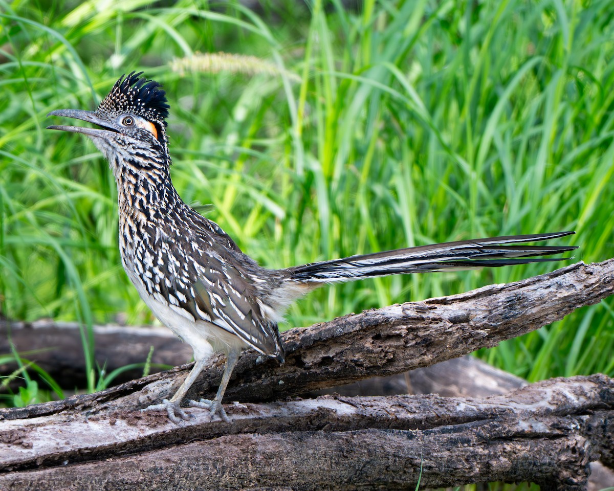 Greater Roadrunner - ML659151024