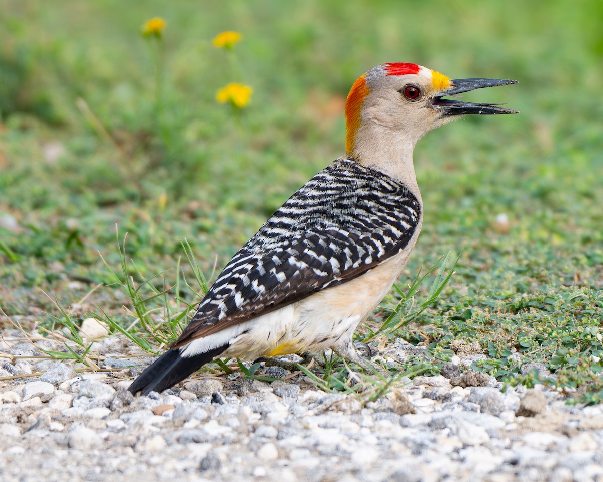 Golden-fronted Woodpecker - ML659151038
