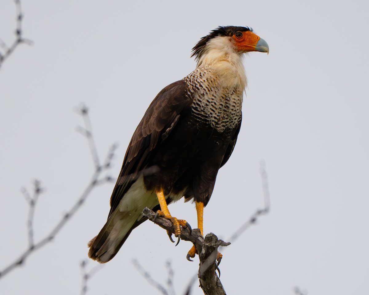 Crested Caracara - ML659151043