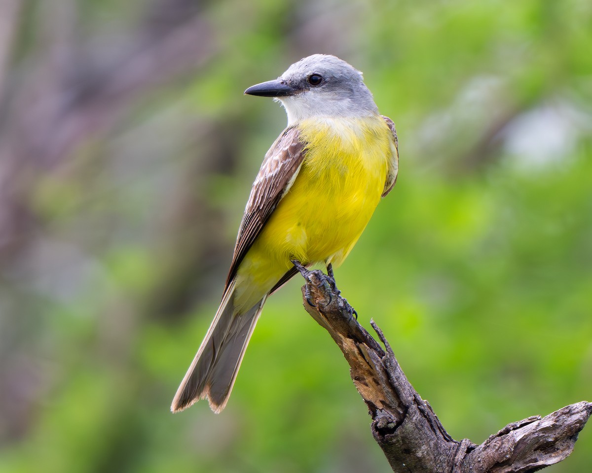 Couch's Kingbird - ML659151051