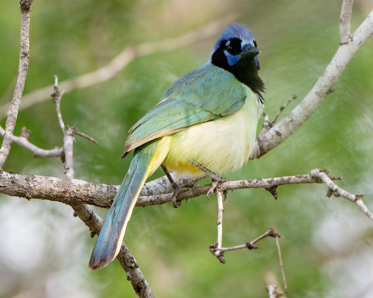 Green Jay - ML659151058