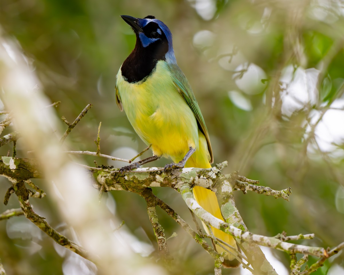 Green Jay - ML659151060