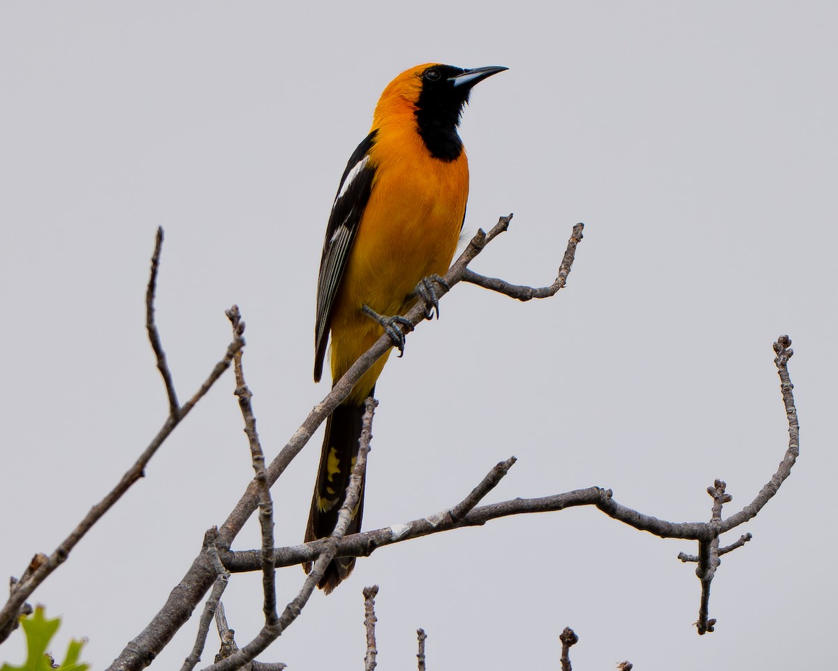 Hooded Oriole - ML659151068