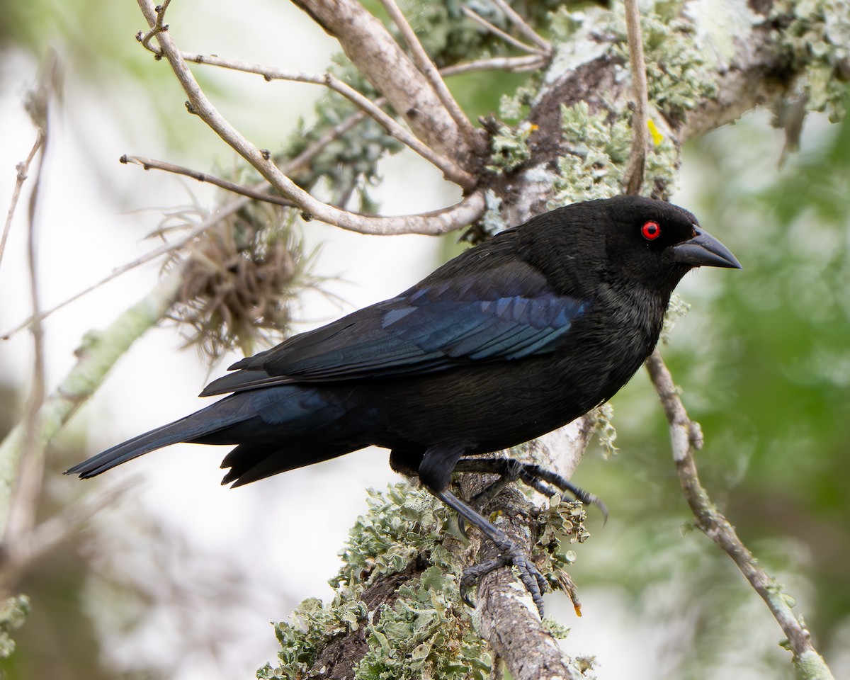 Bronzed Cowbird - ML659151075