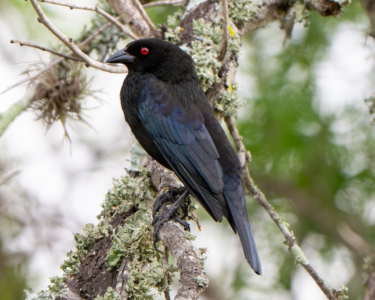 Bronzed Cowbird - ML659151076