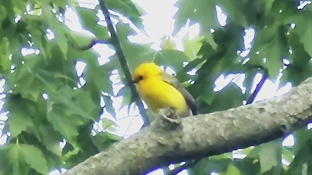 Prothonotary Warbler - ML659151257