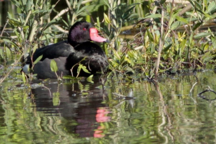 Rosy-billed Pochard - J. Simón Tagtachian