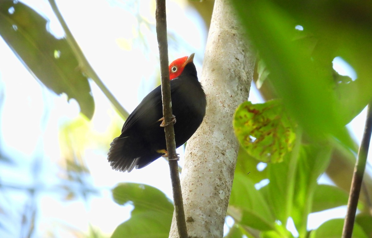 Round-tailed Manakin - ML659152947