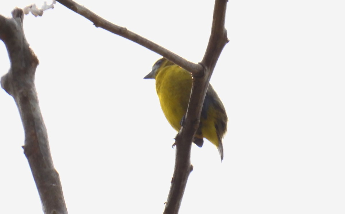Golden-bellied Euphonia - ML659153013
