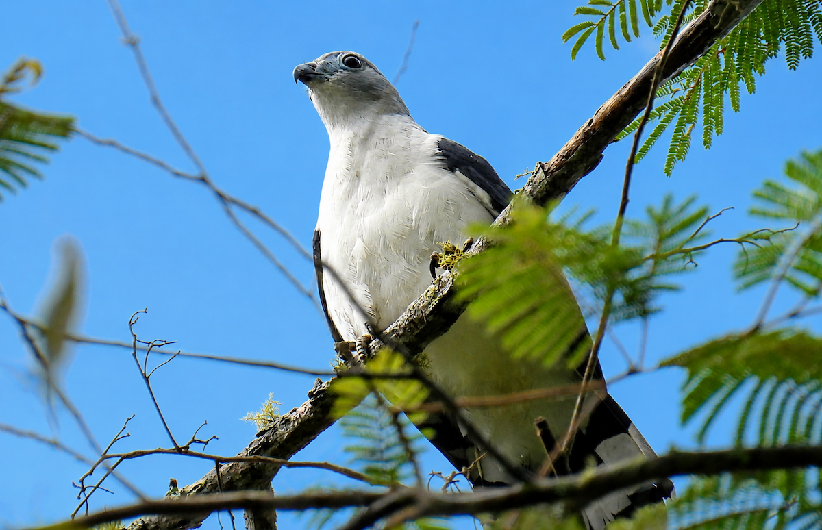 Gray-headed Kite - ML659153119