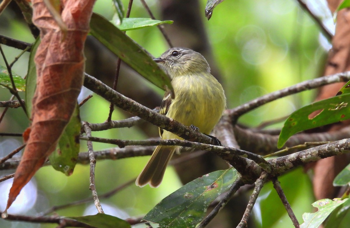 Forest Elaenia - ML659153198